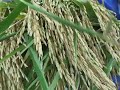 rice harvest festival by uncle organics
