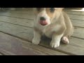 Welsh Corgi