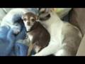 videos de LICK ANYWHERE BUT THERE....