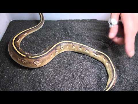 YouTube reptile video
