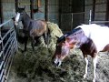 horse with hemorrhoid horse with hemorrhoid
