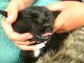 My Cat After Nursin On My Other Cat
