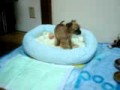 BRUSSELS GRIFFON -wootan