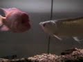 My Arowana Eats Mouse