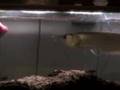 My Arowana Eats Mouse