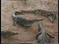On Safari in Africa you meet lots of wild animals On Safari in Africa you meet lots of wild animals