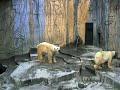 ホッキョクグマの異常行動／動物園