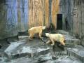 videos de ホッキョクグマの異常行動／動物園
