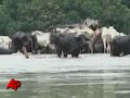 Indian-Flood-Refugee