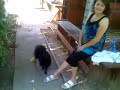 the Dogs :D the Dogs :D
