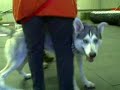 Kavik at Dog School 2