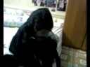 My brother falling on the floor.