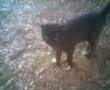 USA Ambassador Roland Arnall Stole this CAT'S home!