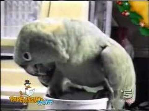 Watch 'Parrot Makes Baby Sounds'