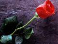 Talha Bora �ge ve Merhamet  G�lge nin me�hur fon m�zi�i 
