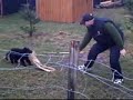 Sunshine`s Baghira 8 Wochen alt