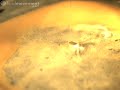 Frying egg in slow motion