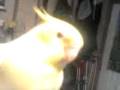 This freaky fresh lesbian bird!