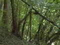 Sojourn in meadow