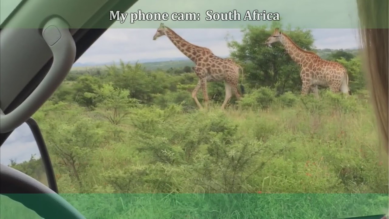 A tower of giraffes in South Africa