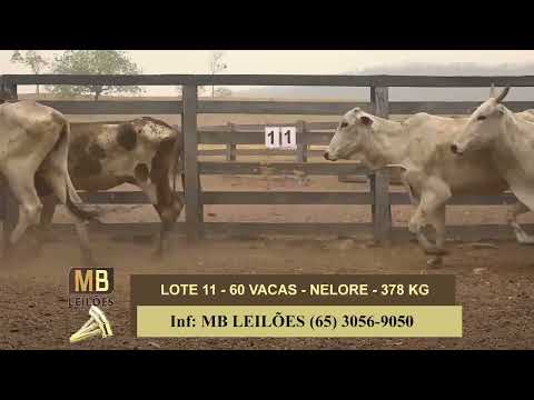 8� LEIL�O PRESENCIAL E VIRTUAL - LUCIANO DUARTE & CONVIDADOS