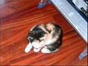 Mis tres gatis en sus primeros meses en casa.
Batch, siamesa con carey tiene 7 años y la adoptamos hace unos meses, fue la ultima en llegar. Es la gata patatera que vino de gasteiz.
Ika: tiene ahora siete meses y vino con 2. Fue la primera que adoptamos pero llego la segunda. Vino desde Castellon.
Mika: la mas txiki y la primera que llego. Tiene 6 meses y vino con un mes. La unica gata giputxi que tenemos :P
