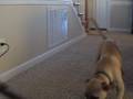 videos de Ceaser Attacks