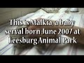 Baby Serval Baby Serval