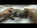 Baby Serval