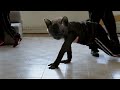 Ninja Kittens Ninja Kittens