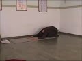 Shashankasana-Vajrasana (posizione della Luna e del Fulmine) Shashankasana-Vajrasana (posizione della Luna e del Fulmine)
