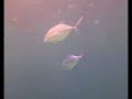 Scuba Diving Maldives, Philip Habacon Films(Besserat)
