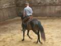 videos de jeunes chevaux