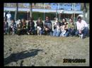 Quedada de bulldogs franceses en La Ràpita 27-01-2008 Quedada de bulldogs franceses en La Ràpita 27-01-2008