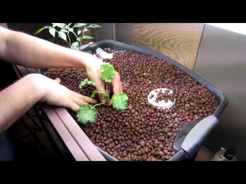 how to transplant into aquaponics