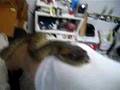 My anaconda 2