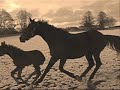 Thoroughbred foals - Racehorses of the Future!