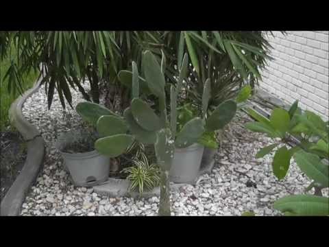 how to replant cactus cuttings