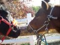 videos de mes essentiel