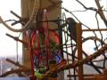 videos de my birdies