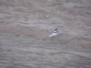 Collared Plover