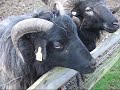 Tierpark Raisdorf