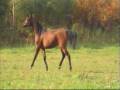 videos de Zingara
