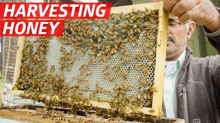 How Khaled Almaghafi Makes Honey From 10 Million Bees in California's Bay Area — First Person by Eater