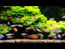 X-TIPS D90 Movie Sample (MJPEG)