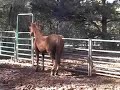 Horse Farts