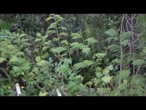 how to dig up a bush and replant it