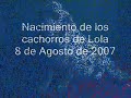 nacimiento cachorros golden retriever la solana