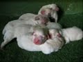 nacimiento cachorros golden retriever la solana