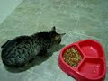 Linca -gata- come con la mano